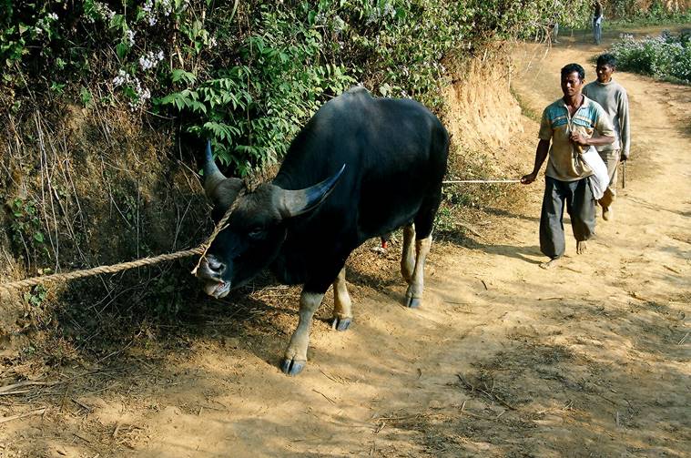 Aditya Kabir/WikiMedia Commons