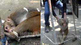 Monkey, Menace Monkey, Aggressive Monkey, Monkey catcher, Monkey snatching Food, Monkey harassing people, Menace Monkey pics, Aggressive Monkey Photos