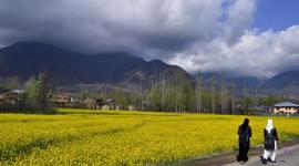 india, genetically modified, gm mustard, india gm crops, GMo seeds, bt cotton, bt brinjal, bangladesh golden rice, agriculture news, india news, latest news