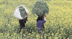 GM row again, with mustard topping