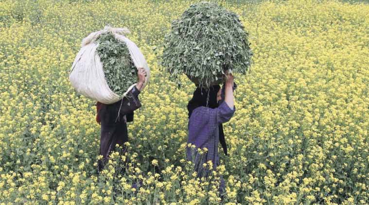 A mustard field in Kashmir. With edible oil prodution stuck at 7.5 mn tonnes, India depends hugely on exports.