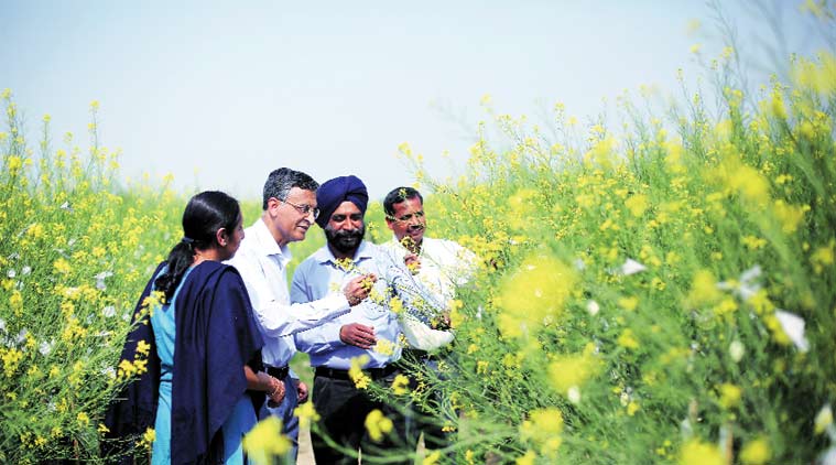 yellow revolution in india