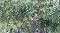 neem, neem tree, india trees, india vegetation, neem tree india, india neem tree, chandigarh news, indian express