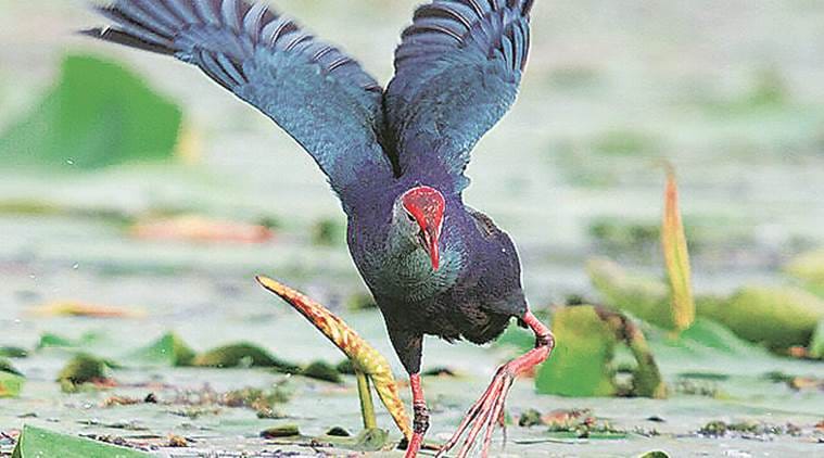 migratory-birds-at-a-record-high-in-keshopur-chamb-in-gusdaspur-india