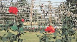 rose garden, gardener of rose garden, Rose Festival, gardener honoured, gardener Budh Ram, chandigarh news