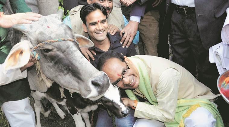 Shivraj Singh Chouhan, gaushala, cow milk, beef ban, MP chief minister