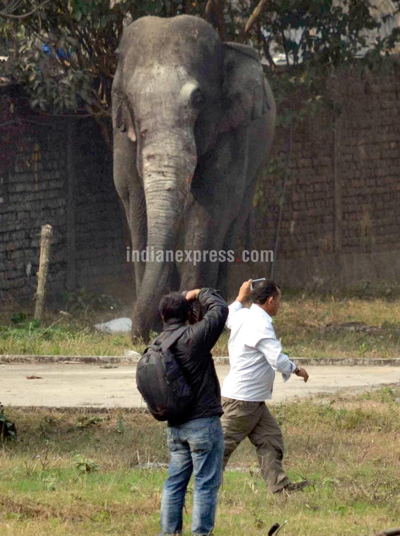 Elephant rampage, Elephant in siliguri, Elephant rampages siliguri, Elephant rampages photos, Elephant rampages news
