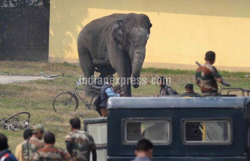 Elephant rampage, Elephant in siliguri, Elephant rampages siliguri, Elephant rampages photos, Elephant rampages news