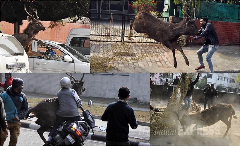 Delhi Odd Even scheme, oddeven, Venkiah Naidu, Arvind Kejrwal, Arun Jaitley, French troops Republic Day parade, Republic Day parade, an adult stag, best pics in January, january pictures