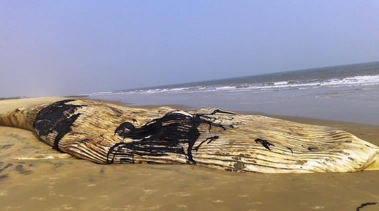 whale, whale beached, dead whale, whale ashed shore, whale odisha beach, beached whale Odisha, Odisha news, india news, latest news