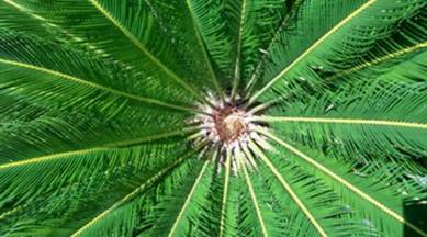 Xiaomi, Xiaomi Mi 5, Xiaomi Mi 5 camera samples, Hugo Barra, Xiaomi Mi 5 rumours, Xiaomi Mi 5 specs, Xiaomi Mi 5 price, smartphones, Android, tech news, technology