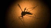 zika, zika texas, zika cases in texas, zika virus, latest news, latest world news