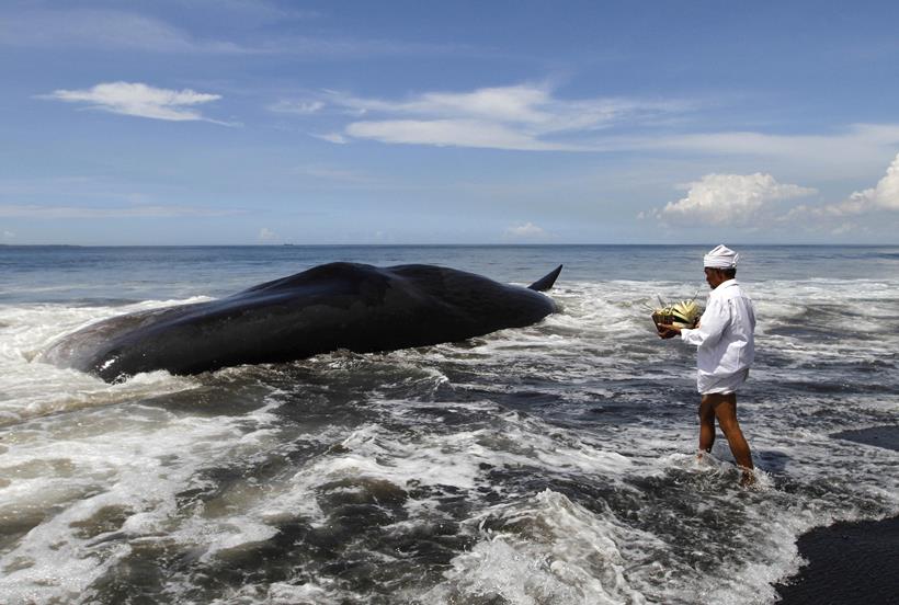 Ankara blast, Ankara Explosion, Florida Fire, Tu4rkish Explosion, Syrian War, Syrian Migrants, Us Elections, Hillary Clinton, dead Whale, Whale, Dead Elephant, Elephant dead body, migrants, Top Frames
