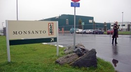 Monsanto, GMO, Genetically modified food, Indian government, NDA, Bharatiya Janata Kisan Morcha, MMBL, economy news