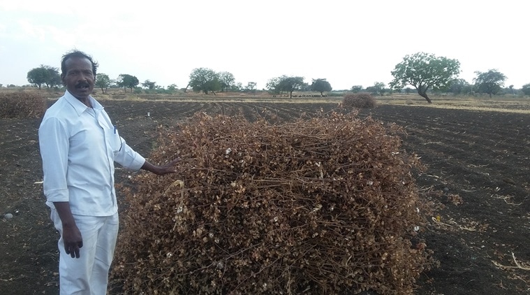 A farmer with his cotton crop ravaged due to lack of water. Express photo