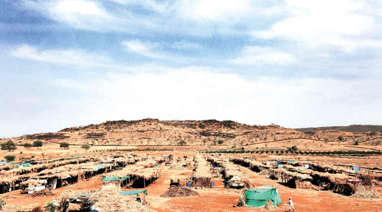 A cattle camp in Wanzarwadi, Beed. (Experss Photo: Amit Chakravarty)