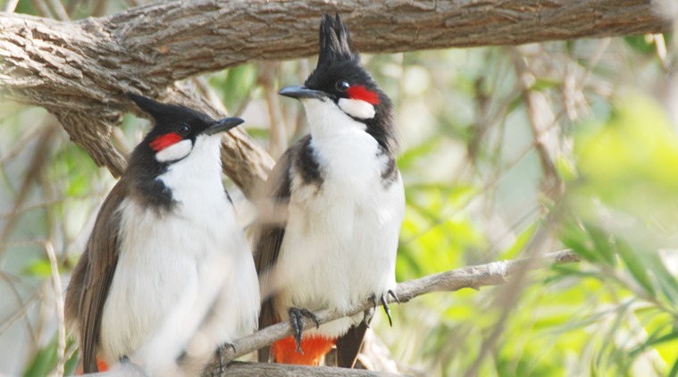 Statuesque like a palace guardsman, the dulcet notes of the red-whiskered bulbul are stress-busting.