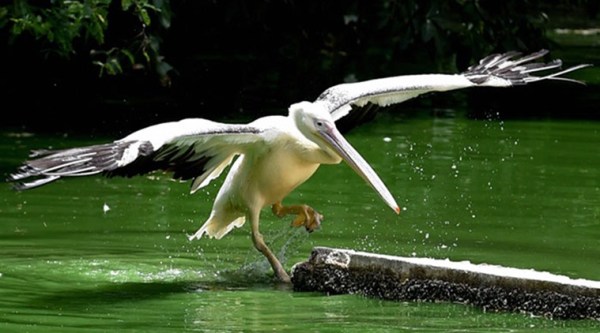 pollution, pollution in delhi, odd even in delhi, delhi odd even, pollution effects on birds, birds, delhi zoo, pollution level in delhi