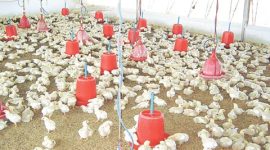 poultry problems, farmers poultry problems, IT solution, poultry IT solution, pune news