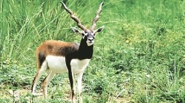 black buck killing, black buk hunting, bhopal, bhopal christian, priest, father arrest, anil martin, black buck case arrest, indian express news, india news