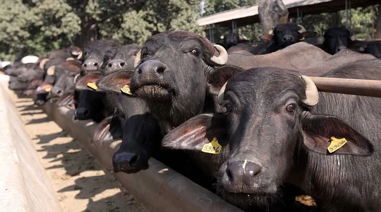 Three years after beef ban, slaughter of buffaloes in Maharashtra at an  all-time high | India News,The Indian Express