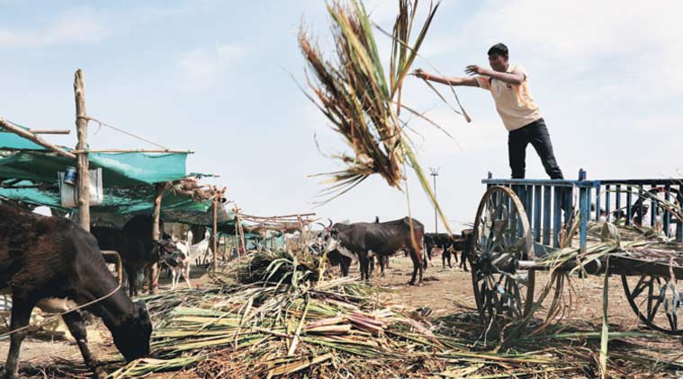 At a cattle camp just outside Ashti town. (Express Photo: Amit Chakravarty)