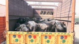cattle thieves, cattle steal, hathras cattle theft, indian express news, india news, up crime