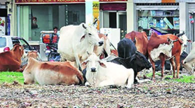 After strict law, Haryana gives cows 24-hour helpline | India News,The Indian Express After strict law, Haryana gives cows 24-hour helpline | India News,The Indian Express