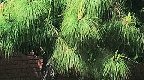 Beauty of needles & pines | Chandigarh News - The Indian Express