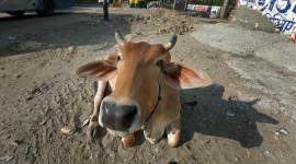 Kolkata: NGO holds selfie-with-cow contest to raise awareness
