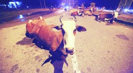 On Sunday, five men were booked after they were found chopping up a dead animal on Sekhu Road.