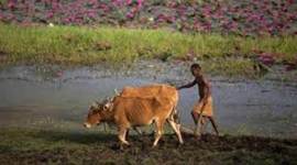 cowsft kolkata, bengal, cows, cow counting, gau raksha committee, bakr eid, subrata gupta, india news