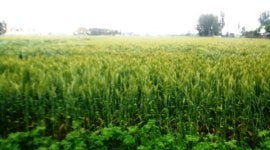 CROPS, FARMERS, FERTILISER SALES, DIP IN FESTILISER SALE, MONSOON, DROUGHT, FERTILISER RATE, AGRICULTURE ministry, kharif crop, oilseeds production, indian express news, crop economy, agricultural economy, india news