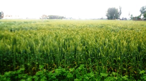 Punjab: Observation shows crop not grounded where zero tillage drill ...