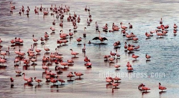 Flamingo, Flamingo Festival, Flamingo Point, Flamingos in Mumbai, Flamingos in india, Flamingo Pics, Flamingo photos