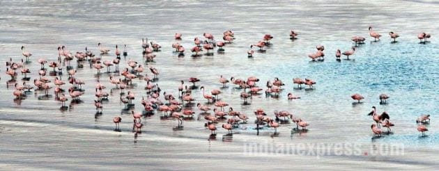 Flamingo, Flamingo Festival, Flamingo Point, Flamingos in Mumbai, Flamingos in india, Flamingo Pics, Flamingo photos