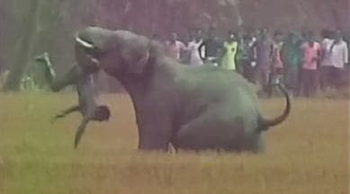 viral video, elephant attacks man, brutal attack, elephants on rampage, Kashpur, Monteswar, West Bengal, Burdwan