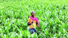 rain, rainfall, chandigarh rainfall, hailstorm, food grains, farmers, farming, chandigarh news