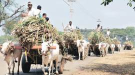 india farmer suicide, maharashtra drought, maharashtra farmer suicide, maharashtra news, india news, india farmer deaths, inida sugarcane industry, up sugarcane, up sugarcane industry