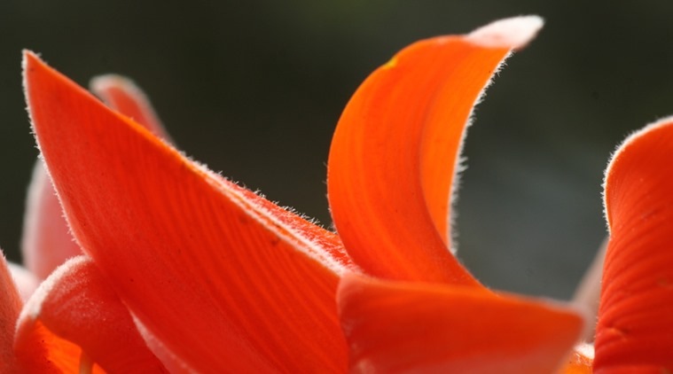 The flower is an integral part of celebrating Basant Panchami in Bengal and Shivaratri in parts of peninsular India. (Photo: Pankaj Sekhsaria)