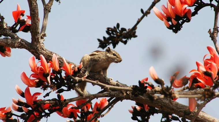 A squirrel makes it way to the Flame of the Forest. (Photo: Pankaj Sekhsaria)