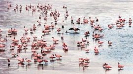 flamingo-2 Thane creek, mumbai Thane creek, fishing community, thane fishing communities, Thane creek, mumbai news
