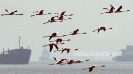 Flamingo, Flamingo Festival, Flamingo Point, Flamingos in Mumbai, Flamingos in india, Flamingo Pics, Flamingo photos