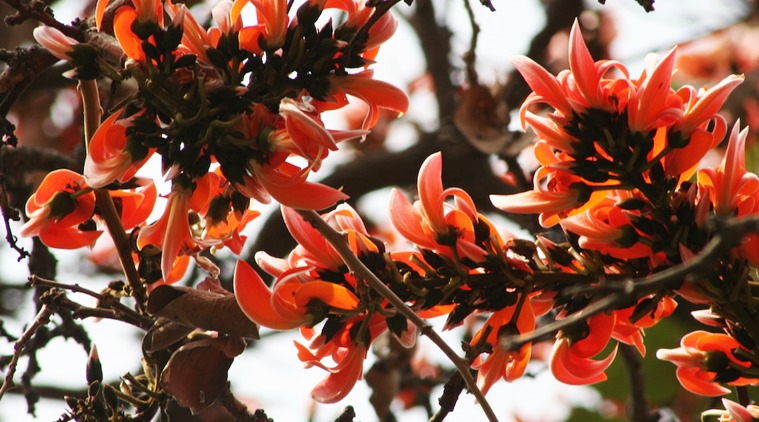 A flash of vermilion: A favourite of Rabindranath Tagore. (Photo: Pankaj Sekhsaria)