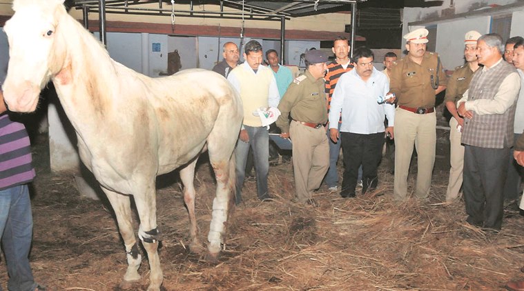 Horse beaten, BJP MLA, Ganesh Joshi, BJP MLA beats horse, horse injured, Dehradun protest, horse injured dehradun, shaktiman, condition of horse, india news, dehradun protest updates