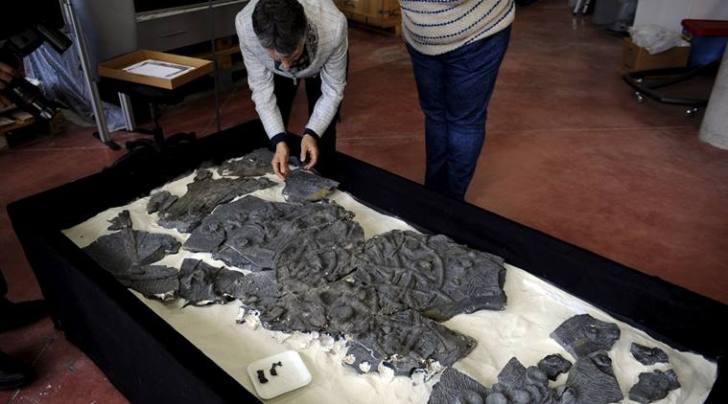 ichthyosaur, sea dragon, climate change, global warming, climate change study, sea dragon extinction, world news