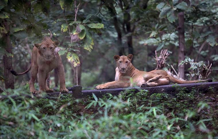 Mumbai-Delhi freight corridor, Mumbai, Environment, Sanjay Gandhi national park, news, india news,