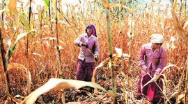 drought, maharashtra drought, marathwada drought, farmers suicide, waterless in marathwada, maharashtra farmers, bad crop , west bengal drought, famine, bharat mata ki jai, Asaduddin Owaisi, indian express, indian express beyond the news