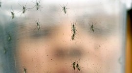 chikungunya cases, Chikungunya in Delhi this month, delhi people health, delhi news, Latest news, India news, latest news, India news, national news