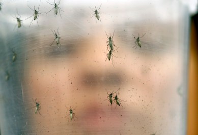 chikungunya cases, Chikungunya in Delhi this month, delhi people health, delhi news, Latest news, India news, latest news, India news, national news